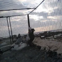 گرفتنی|پرنده|نیشابور, دربقاضی|دیوار