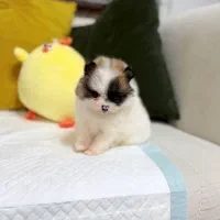 فروش توله پامرین خرسی و پودل اصیل