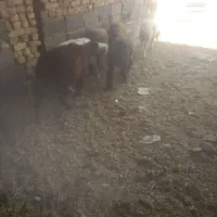 بره|حیوانات مزرعه|شهرضا, |دیوار