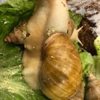 حلزون آچاتانیا