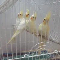 عروس هلندیدوماهه