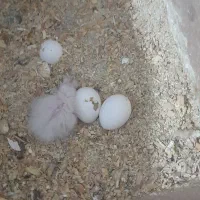 عروس هلندی با جوجه|پرنده|باوی, |دیوار