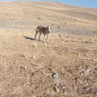 سگ آلابای اصیل|سگ|شازند, |دیوار