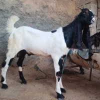 نر بز پاکستانی