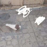 طوقی نر و جوجه پلاکی|پرنده|نورآباد ممسنی, |دیوار