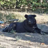 گم شده|حیوانات|ارومیه, |دیوار