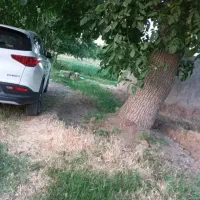 فروش-باغ