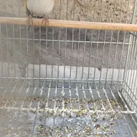 سهره نر داغسر شلاقی