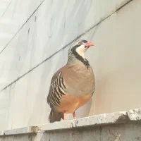 بلدرچین کوهی جوجه مرغ خروس  ماهی