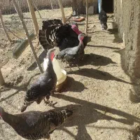 بوقلمون تخم گذار