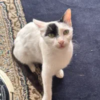 واگذاری گربه