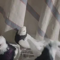 طوق سیاه|پرنده|دره شهر, |دیوار