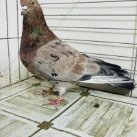 کبوتر سرور تهرنی|پرنده|قزوین, |دیوار