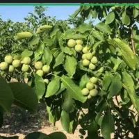 ۳۰۰متر زمین درصمصامی