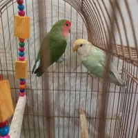 طوطی برزیلی