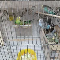 مرغ عشق خانگی