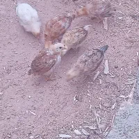 جوجه محلی