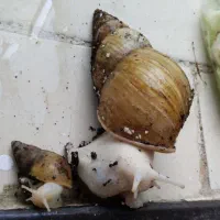 ۶ عدد حلزون سوپرمولد آلبینو آچاتینا ۱۲ تا ۱۶ سانت