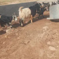 سلام خسته نباشید ۲رس دوبره روزگاری