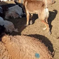 سگ گله و نگهبان|سگ|سبزوار, رباط|دیوار