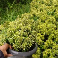 انواع گلهای باغ وباغچهویلاوبالکن