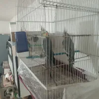 جفت عروس هلندی|پرنده|هریس, |دیوار