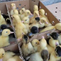 جوجه غاز/غاز