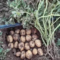 سیبزمینی|خدمات باغبانی و درختکاری|کشاورز, |دیوار