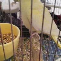 عروس هلندی|پرنده|رزن, |دیوار