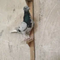 کبوتر ماده بهبهانی