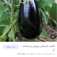 بادمجان شیرین