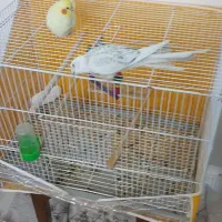 فروش یک جفت عروس هلندی|پرنده|تربت‌حیدریه, آبشار|دیوار