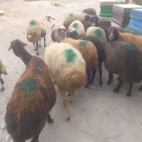میش وبره همه جوان داشتی