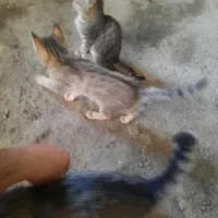 واگذاری بچه گربه|گربه|بازرگان, |دیوار