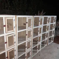 کفتر  پرشی .گنجه. .جفت کن. جفت کنی