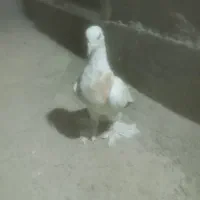 کبوتر