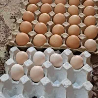 تخم مرغ وتخم بوقلمون محلی