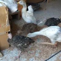 اسکلت مرغ