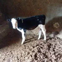 گوساله سیمینتال