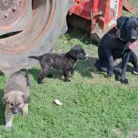 سگ شکاری انگلیسی با توله