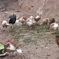 بوقلمون تخم گذار عددی ۲۰۰۰۰۰۰ دومیلیون و پانصد
