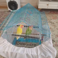 طوطی برزیلی|پرنده|سهند, |دیوار