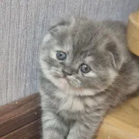 اسکاتیش های چینچیلا و گلد و بلو