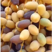 خرمای زیر نخل  و کارتن ، حلب  سال 1405