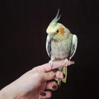 طوطی عروس|پرنده|رشت, کوی مهر|دیوار