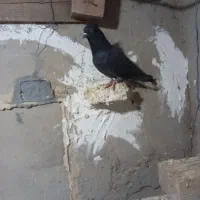 اشعل|پرنده|باوی, |دیوار