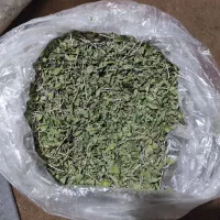 آویشن کوهی اصل