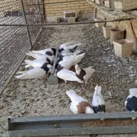 فروش کفتر طوقی