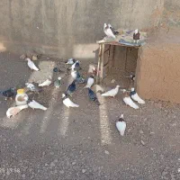 ۳۲تاکفترپرشی وجفتگاه ارزون