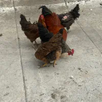 مرغ و خروس رسمی